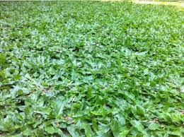 Trồng Cỏ Lá Gừng Thái Tại Bình Dương – Hướng Dẫn Chi Tiết