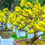 Huong dan cham soc cay mai sau tet hieu qua nhat 6