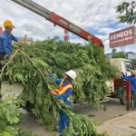 Images1623804 cay xanh mua bao 1