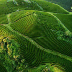 Toàn cảnh mộc châu